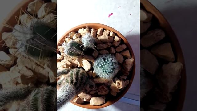 Мои кактусы ( Петя , Розетта , Ника и Вика )