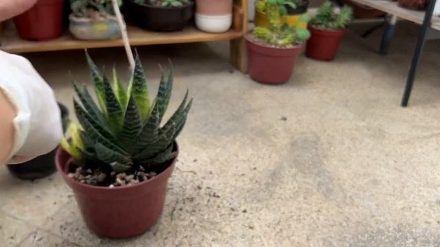 2 Minutes of My Today - Repotting Haworthia