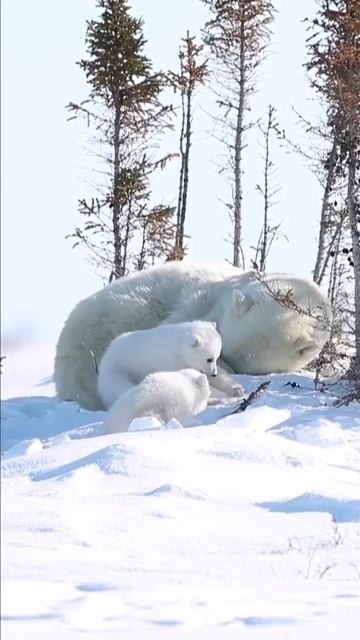 Когда мелкие поспать не дают.