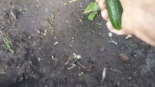 Всё бывало, но чтобы в такие сроки.....?