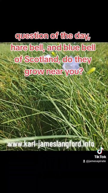 question of the day, harebell and the bluebell of Scotland, have you any growing near you?