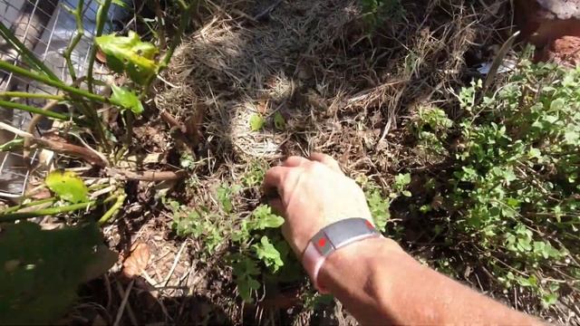 Pruning Thyme: How to prune your herbs for increased productivity