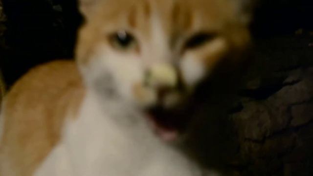 КОТЭ В ЗЕЛЕНЧЕ