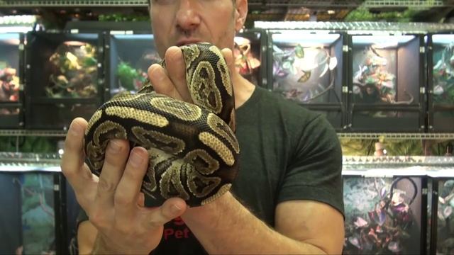 Black Pastel Citrus Ghost Ball Pythons for Sale. Buy at Big Apple Pet with Same Day Shipping.