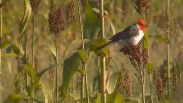 El Sorgo en la alimentación de las aves 2018