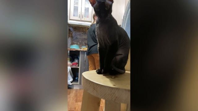 Знакомство с Симой пушистые лапки