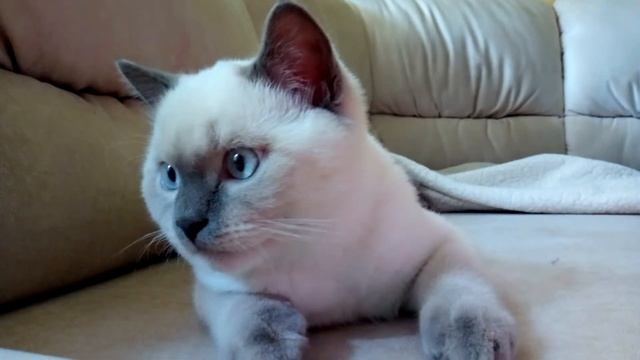 Умный взгляд кота. 😊