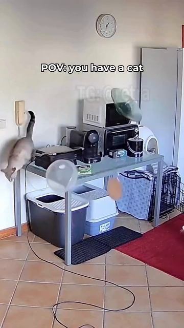 Маленький прыжок кота и огромный ущерб для человека
