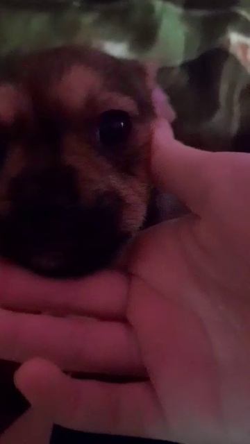 молли
