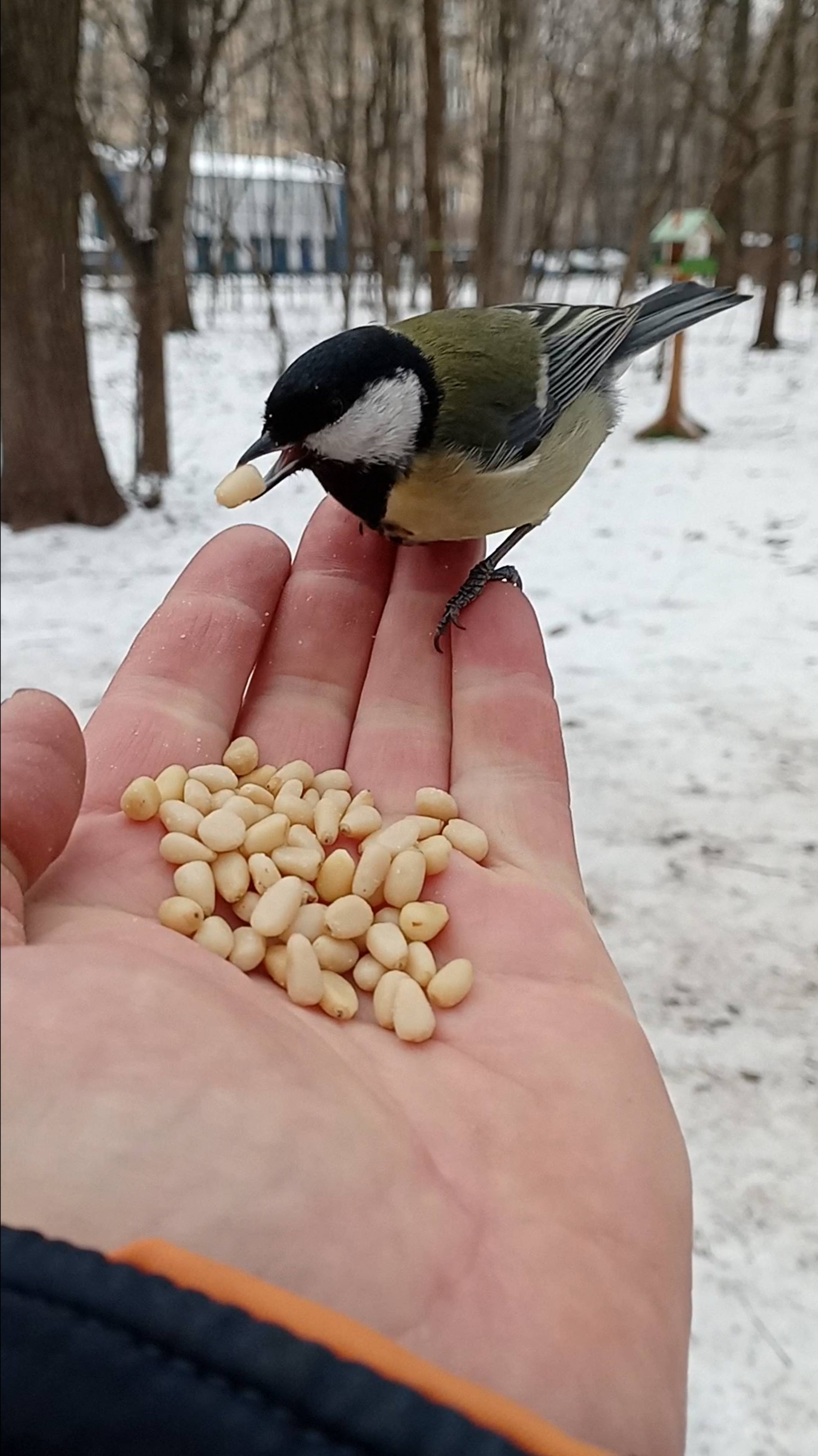 Птички