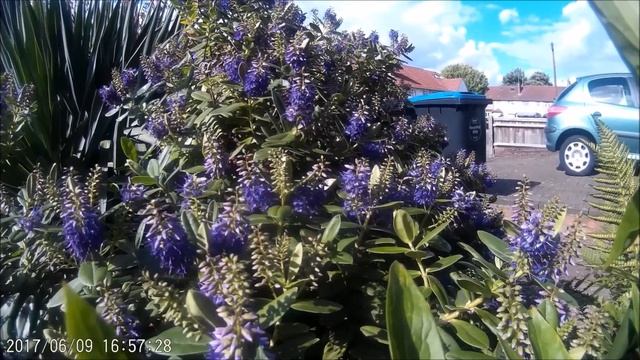 Bees on Hebe Veronica and Yucca in bud