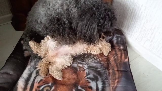 ❤️ЛЮБОВЬ ПРЕКРАСНА❤️🐩❤️