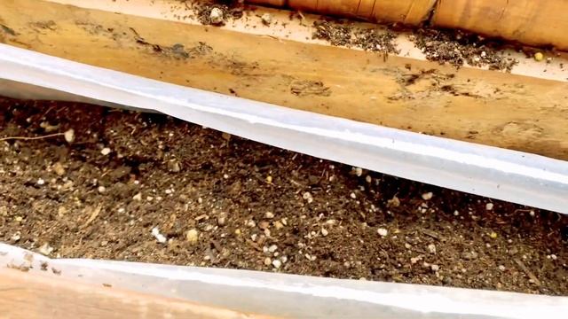 REPOTTING of AEONIUM ARBOREUM CUTTINGS IN WOODEN BOX