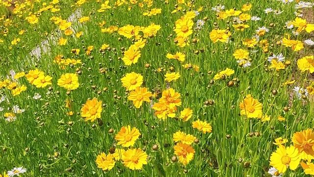 やっと春が来た！ ①オオキンケイギク！ Lance-leaved tickseed.