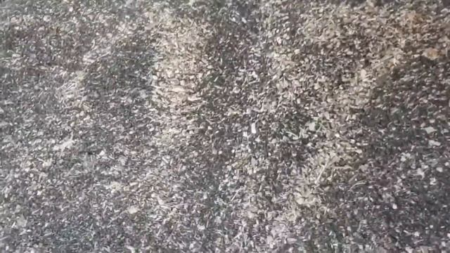 Зернометатель ПЗС-150 "Вулкан" в работе. Ростовская область, Тарасовский район, с. Ерофеевка.