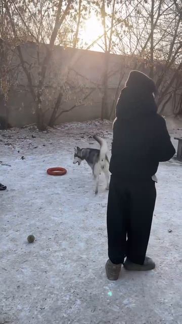Ищем дом для этой собачки
