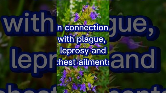 What is hyssop in the Bible? Psalm 51:7 #psalms #god #repentance