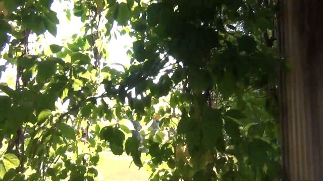 Екатерининский парк Царского села (1) 19.07.2021