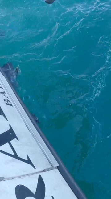 Giant Blue Fin Tuna on spin