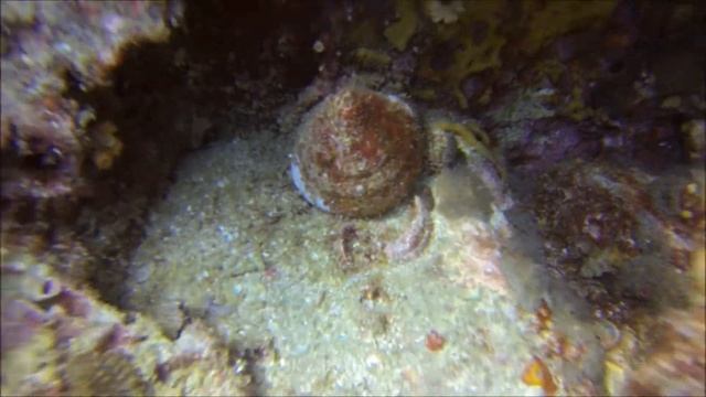 Underwater voices