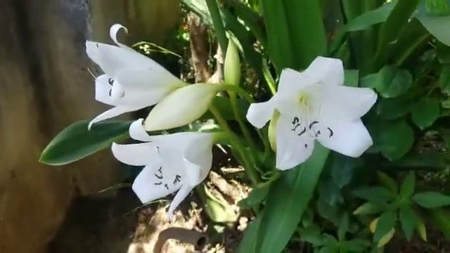 Beautiful Vesak Flowers In Sri Lanka | SAHIRU S. K. CREATIONS