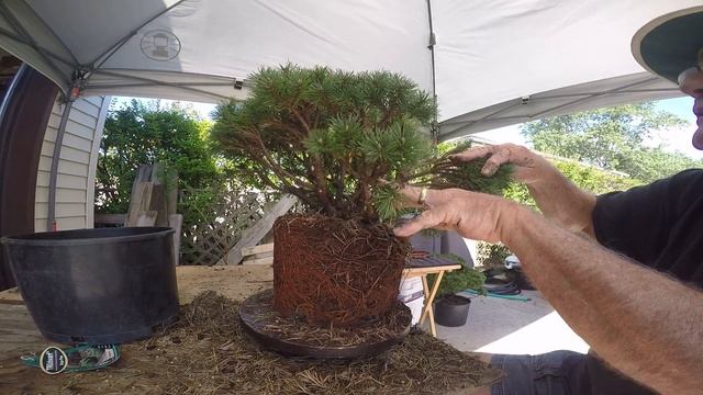 Mugo Mops Beginnings IV