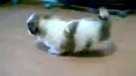 Video036.3gp