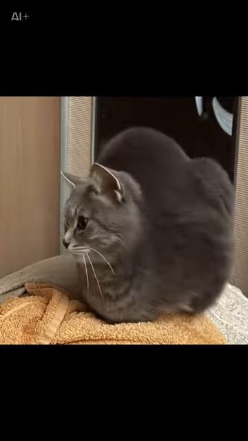 Коты когда мы их видим только с переди.