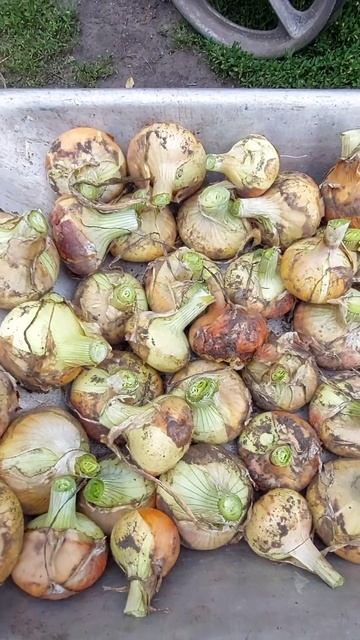 СБОР овощей в 2022 году ! СБОР отборного ЛУКА ! Овощи с огорода ! ЛУК ! #shorts #vegetables #onion