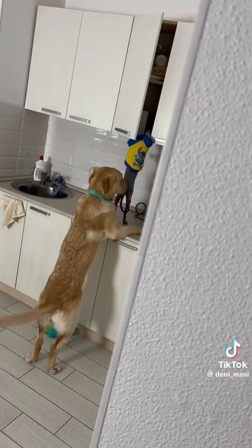 банда кота и песа