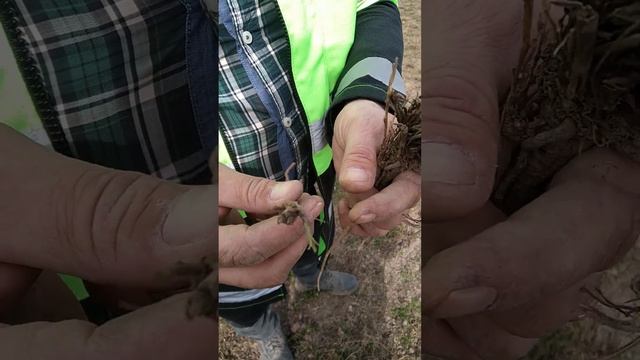 отрастание люцерны моск. область