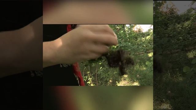 Сеем незабудки под деревьями.