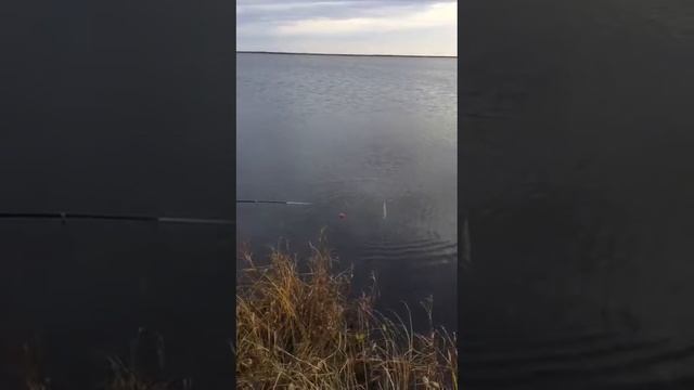 Рыба тоже любит сало