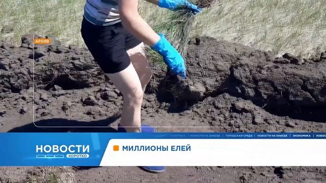 В Богучанском районе высадят два миллиона елей и сосен