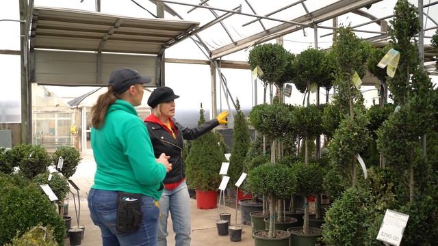 My 5 Favorite BOXWOOD Varieties