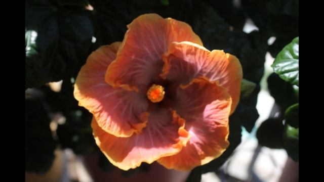 Tropical Hibiscus in Paradise