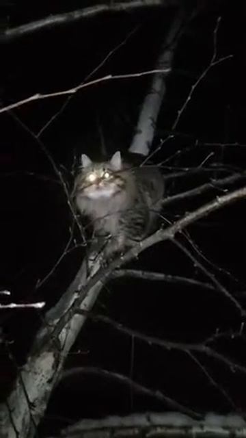 Кот ученый Mysterious cat