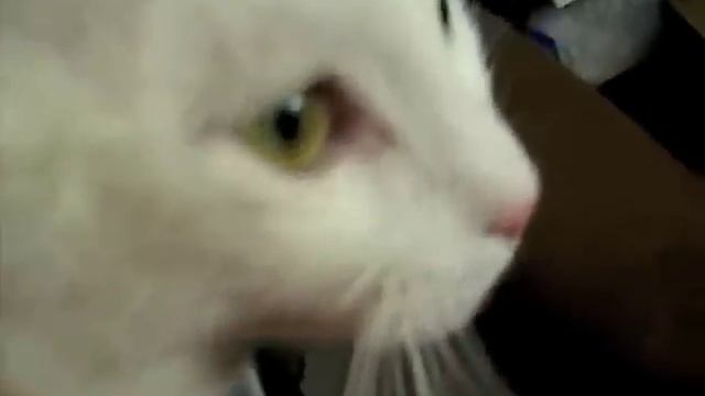 Cat Nip Trip