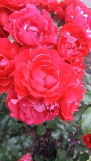 июль. 🌹🌹🌹 розочки.