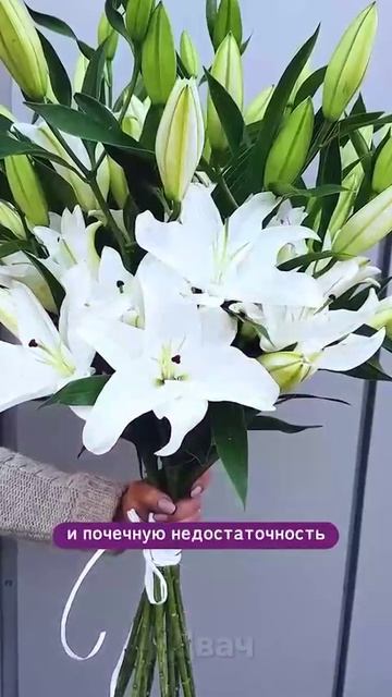 Какие нельзя дарить любительницам кошек