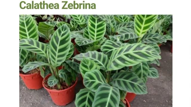 12 Varieties of Calathea