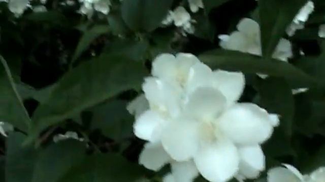 Bach.Gounod  Ave Maria.Alexander Kulish . Romantic trumpet mp4