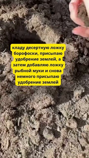 Томатов Будет Море! Бросьте Это в Лунку При посадке Помидоров  #удобрение #огород