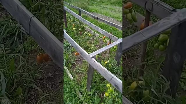 спец в аквариуиистике