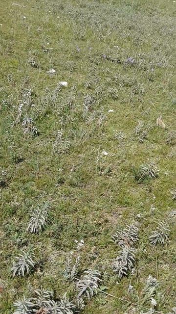 Сибирские эдельвейсы!!! Сибирско-швейцарские луга))).