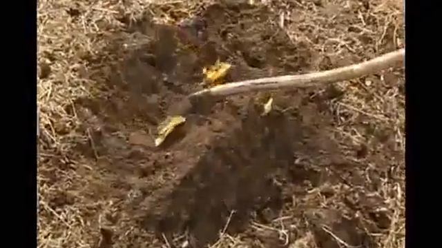 Biohumus, Vermicompost - ביוהומוס (Documentary)