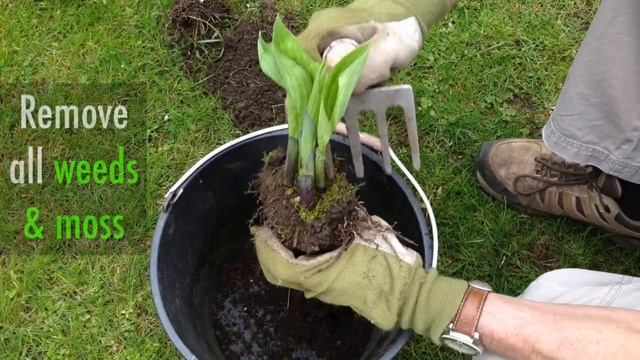 How to Divide Hostas