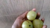 നെല്ലിക്കയുടെ ആരോഗ്യഗുണങ്ങൾ/Gooseberry/Amla health benefits.