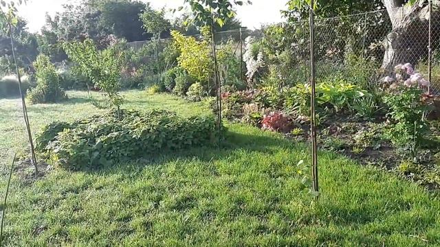 Ранкова прогулянка -сповідь#садзнуля#ланшафтнийдизайн#приватнийсадюгаУкраїни#декоративнийсад