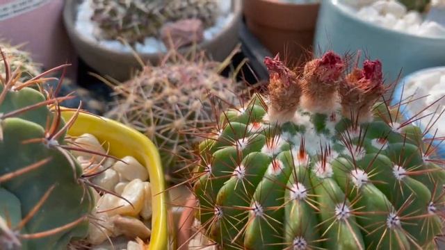 Take A Tour With The Cactus Guy